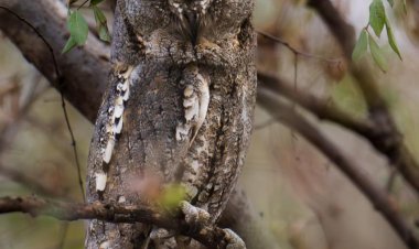 Jhalana reserve: झालाना रिजर्व में दिखा प्रवासी स्कोप उल्लू