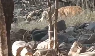 Tigress T-84: अफ़वाहों पर लगा विराम, ज़िंदा है बाघिन टी-84