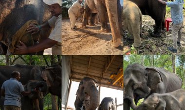 अनंत अंबानी की वनतारा: वाइल्डलाइफ रेस्क्यू  और रिहैबिलिटेशन  में होंगे सहायक 