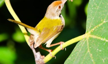 World Photography Day: वर्ल्ड फोटोग्राफी डे पर डिस्प्ले होंगी 200 से अधिक फोटोग्राफर्स की 300 से ज्यादा तस्वीरें