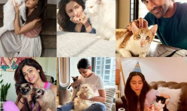 International Cat Day: परफेक्ट साथी: इन बॉलीवुड अभिनेताओं की सबसे अच्छी दोस्त उनकी बिल्लियाँ हैं