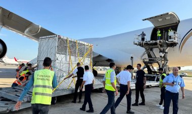 Vanatara Wildlife Rescue Centre in India: तीन अफ्रीकी हाथियों को भारत के वनतारा वाइल्डलाइफ रेस्क्यू सेंटर में नई जिंदगी की शुरुआत