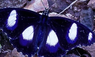 Ananya soch special story: हल्की ठंड के साथ फूलों पर मँडलाने लगता है ये कीट प्राणी..