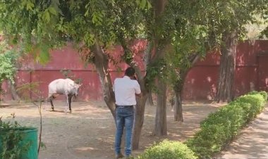 शहर की भीड़ भाड़ वाली आबादी में आई नीलगाय को ट्रेंकुलाइज किया