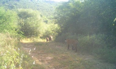 Tiger ST-2302: सरिस्का में बढ़ी बाघों की संख्या, दो शावकों संग कैमरे में कैद बाघिन