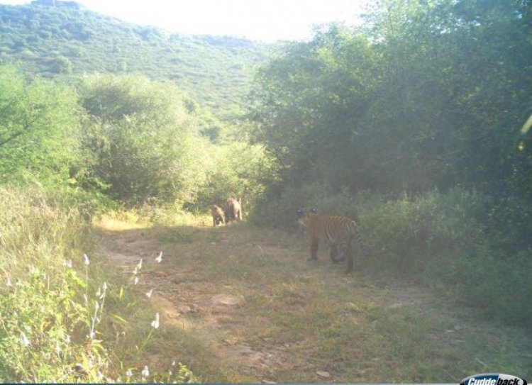 Tiger ST-2302: सरिस्का में बढ़ी बाघों की संख्या, दो शावकों संग कैमरे में कैद बाघिन
