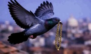 Rajasthan Viral Incident: पंखों वाला चोर! डेगाना के सर्राफा बाजार में कबूतर उड़ा ले गया एक लाख की सोने की चेन, मिनटों में मचा हड़कंप