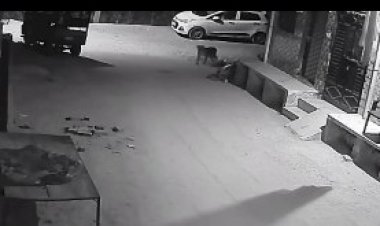 आगरा रोड सूर्य सिटी में लेपर्ड की दस्तक से दहशत, सीसीटीवी में कैद हुआ मूवमेंट