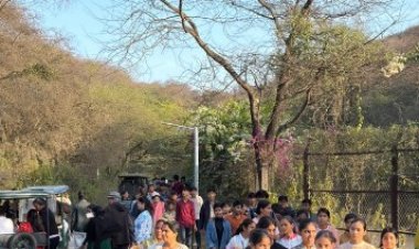 नाहरगढ़ जैविक उद्यान बना पर्यटकों का हॉटस्पॉट: 39 दिनों में 57 हजार से अधिक सैलानी, लायन–टाइगर सफारी का बढ़ा क्रेज