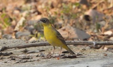 Migratory Bird India: झालाना में पहली बार दिखी ब्लैक हेडेड बंटिंग, वन्य पारिस्थितिकी तंत्र हो रहा समृद्ध