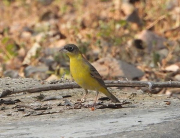 Migratory Bird India: झालाना में पहली बार दिखी ब्लैक हेडेड बंटिंग, वन्य पारिस्थितिकी तंत्र हो रहा समृद्ध