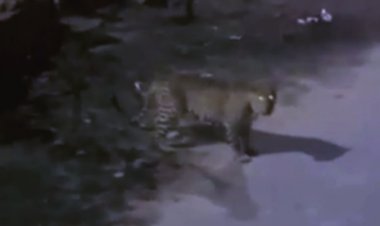 Leopard Sighting Today: जयपुर में लेपर्ड का ‘नाइट विज़िट’! इंदिरा गांधी नगर में देर रात दहशत, वन विभाग अलर्ट मोड पर