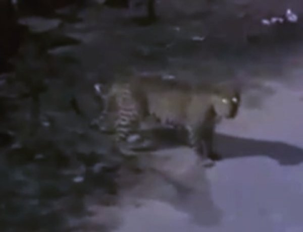 Leopard Sighting Today: जयपुर में लेपर्ड का ‘नाइट विज़िट’! इंदिरा गांधी नगर में देर रात दहशत, वन विभाग अलर्ट मोड पर