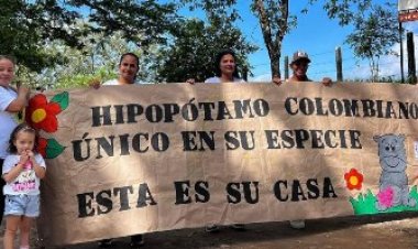 “हर जीवन अनमोल”: अनंत अंबानी की कोलंबिया से 80 दरियाई घोड़ों को बचाने की मानवीय अपील