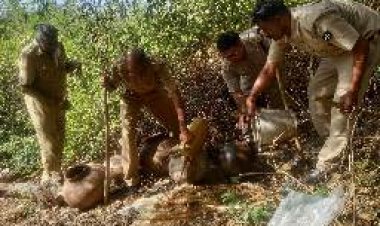 अवैध शराब के खिलाफ प्रदेशभर में बड़ा एक्शन
